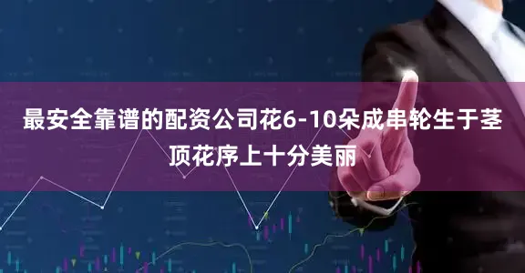最安全靠谱的配资公司花6-10朵成串轮生于茎顶花序上十分美丽